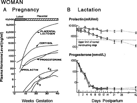 Estrogen Levels During Pregnancy Chart A Visual Reference of Charts