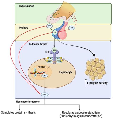 Estrogen affects cell growth and IGF-1 receptor expression in …