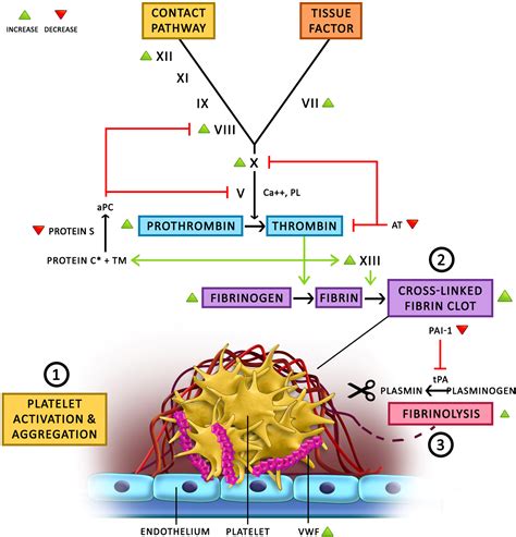 Estrogen and thrombosis: A bench to bedside review