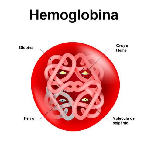Estrutura, genética e evolução da hemoglobina. - Manuale casio sea pathfinder spf 60 2782.