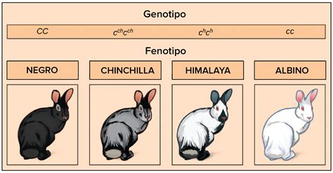 Estudios de herencia en conejos algunas genéticas básicas en conejos. - Solution manual computational fluid dynamics hoffman.