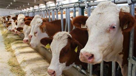 Et ve süt kurumu canlı hayvan alım fiyatları 2019