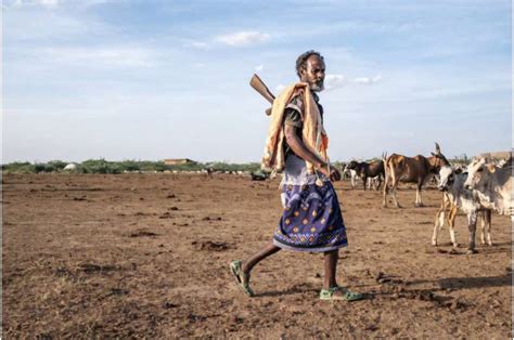 Ethiopia's invasive prosopis strangles livelihoods and territory
