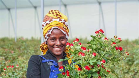 Ethiopia Farm Florius Flowers