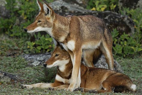 Ethiopian Wolves Bale Mountains National Park Ethiopia