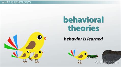 Ethological Theory: Definition & Explanation - Study.com