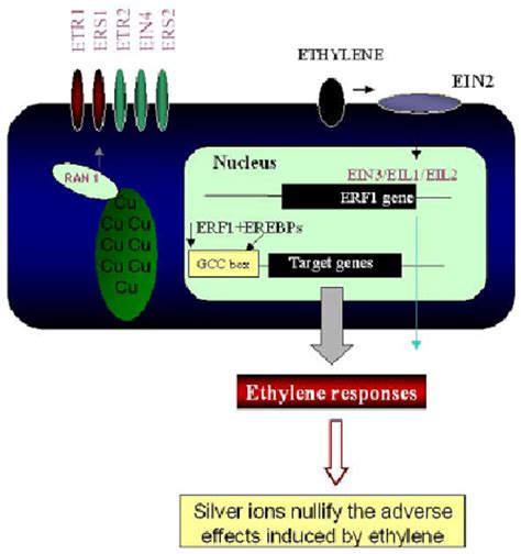 Ethylene binding is mediated