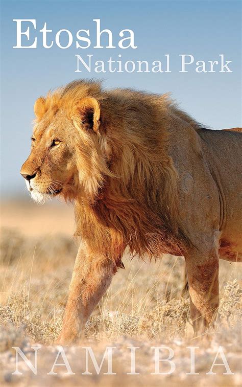 Full Download Etosha The Namibia Collection By Bryony Van Der Merwe