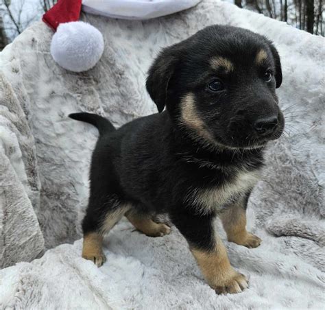 Etowah county pet adoption. Rescue Location: 718 Kingston Ave. Rome, GA 30161 706-237-7729 