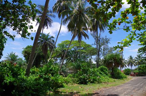 Etude pédologique du marais de manakara mahaly en vue de la culture industrielle du palmier à huile. - Separate peace study guide prestwick house.epub.