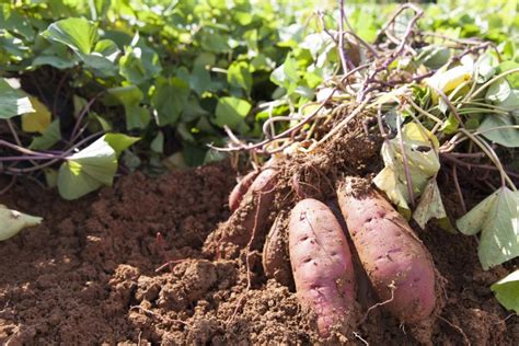 Etude socio économique sur les cultures de la patate douce et du manioc dans le kirimiro. - Coleman mach klimaanlage handbuch 6727 731.