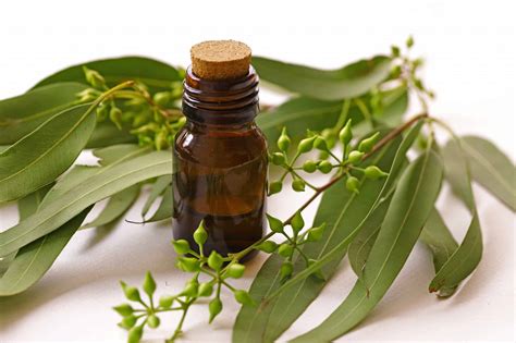 Eucalyptus: Is It Good for You? - WebMD