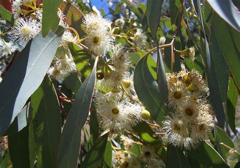 Eucalyptus - Définition et recettes de "Eucalyptus"