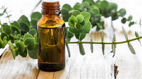 Eucalyptus Oil - A Key Middle Note To Most Fine Fragrances