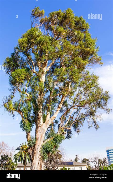 Eucalyptus Trees California Pictures, Images and Stock Photos