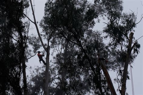 Eucalyptus are one of the state’s most controversial trees. A Monterey Bay reserve may be a model for how to replace them.