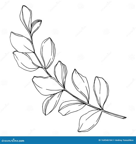 Check out our black and white eucalyptus border svg selection for the very best in unique or custom, handmade pieces from our collage shops.. 