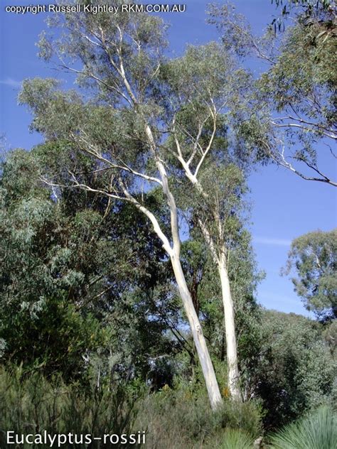 Eucalyptus rossii : Inland Scribbly Gum Atlas of Living Australia