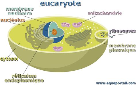 Eucaryote : Définition simple et facile du dictionnaire