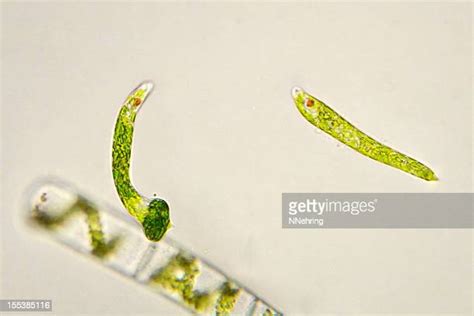 Euglena Stock-Fotos und Bilder - Getty Images