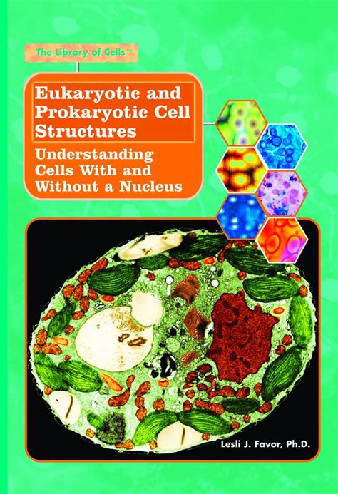 Eukaryotic And Prokaryotic Cell Structures Understanding How Cells With And Without A Nucleus