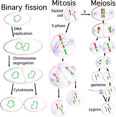 Eukaryotic Cell Cycles: Mitosis and Meiosis