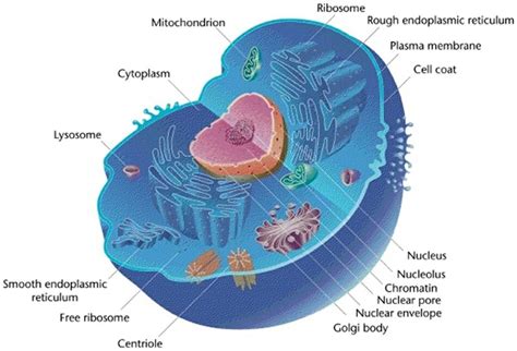 Eukaryotic Cells Basic Biology