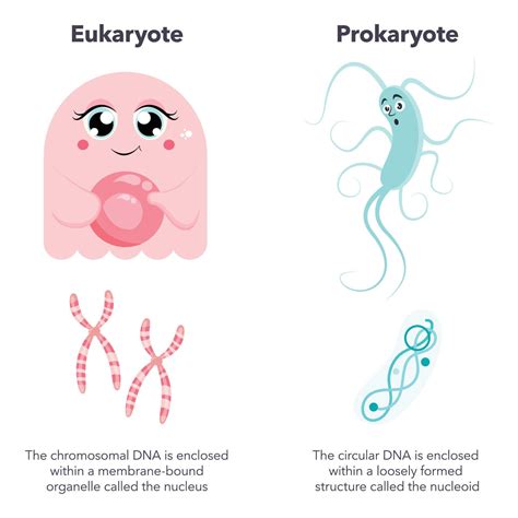 Eukaryotic expression vector.  Learn more about eukaryotes in this article.  Like a pro...