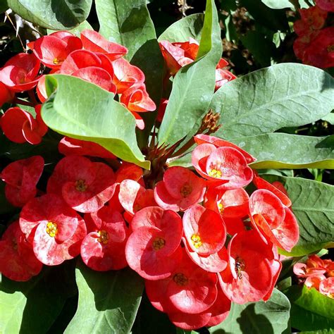 Euphorbia Milii Red Flowering Crown of Thorns (1)Has Roots