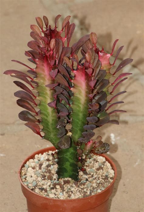 Euphorbia Trigona Rubra