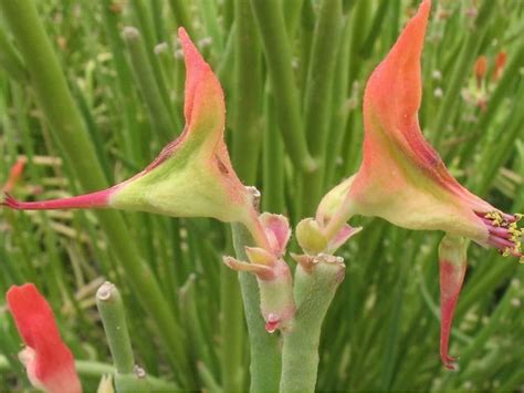 Euphorbia lomelii (Slipper Plant) - World of Succulents