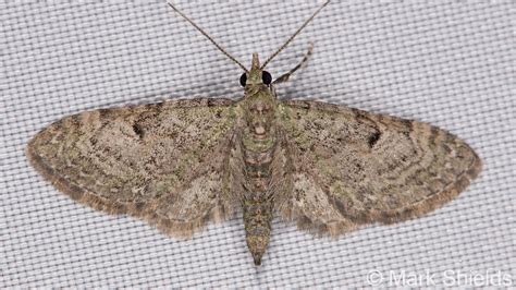 Eupithecia miserulata Grote, 1863 - GBIF