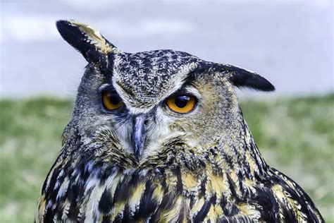 Eurasian eagle-owl #shorts #youtubeshorts #Great horned owl