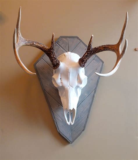 Euro deer mount plaque. Yes! Many of the barn wood deer plaque, sold by the shops on Etsy, qualify for included shipping, such as: Deer skull wall/table combination plaque, european mount; Wall Panel w/ State Outline for European Deer Skull Mount Custom & Personalized Plaque Made from Barnwood, Oak, or Walnut. Euro Mount Pedestal ArrowheadStained; Barn wood European ... 