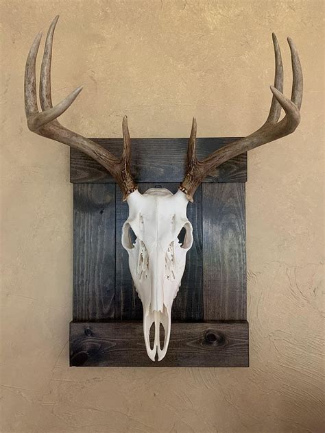 Euro mounts. May 1, 2020 · STEP 1: Prepare the skull – if possible. Let’s say you shoot a buck and decide to do a European skull mount. The first thing you want to do is prepare the head as quickly as possible (at least within a few days). To properly prepare it, simply cut off the head, remove the hide and cut off as much meat and tissue as you can. 