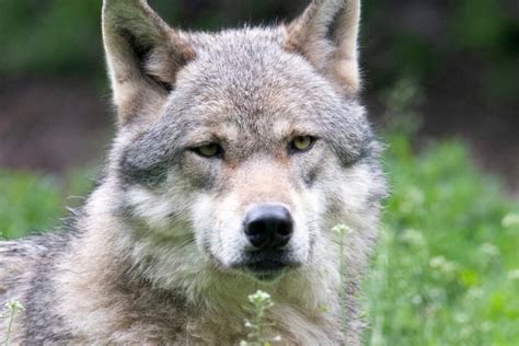 Europe is under attack — by wolves and deadly insects