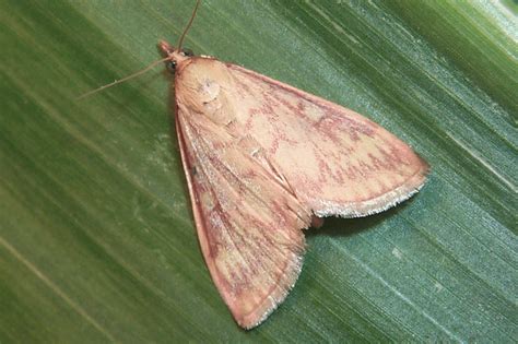 European Corn Borer Management in North Dakota