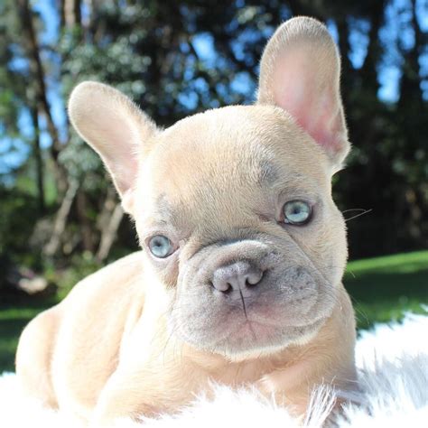 European French Bulldog Puppies For Sale