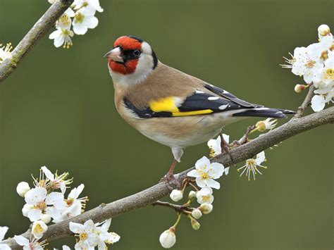 European Goldfinch birds - Available Birds