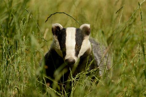 European badger - People