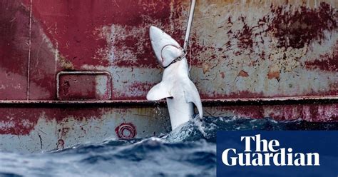 European countries dominate half of Asian shark fin trade, report ...