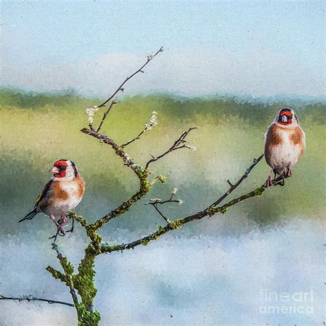 European goldfinch, Carduelis carduelis Greeting Card