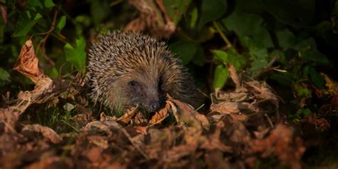 European hedgehog Somerset Wildlife Trust