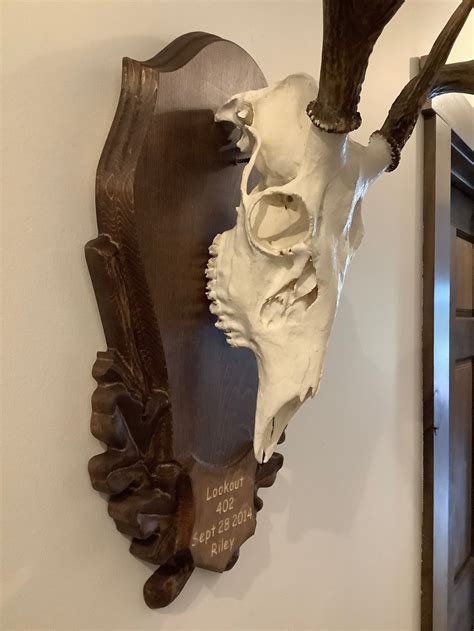 European Mount Plaque, Euro Mount, Antlers, Wall Art Decor, Skull Mount, Housewarming Gift Handmade Wood Bar Sign, Taxidermy, Hunting Sign (1.2k) Sale Price $47.99 $ 47.99 $ 59.99 Original Price $59.99 (20% off) FREE shipping Add to Favorites .... 