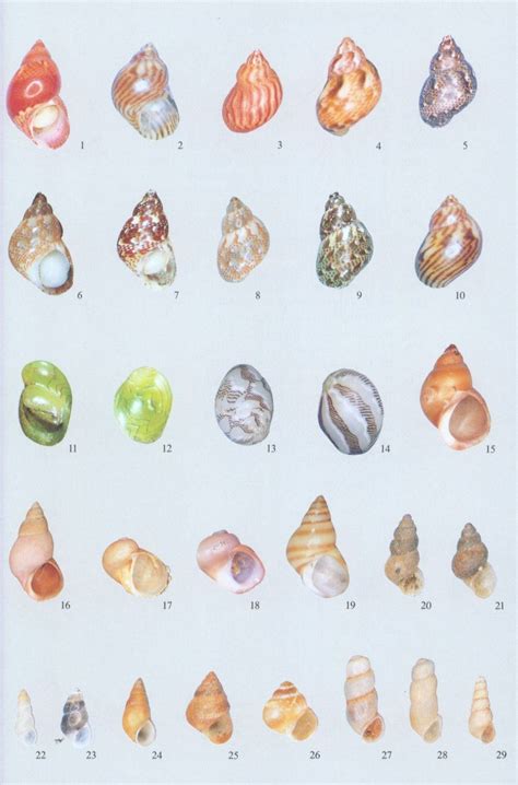 European seashells bd i polyplacophora caudofoveata solenogastra gastropoda. - Microbiology lab practical parasitology study guide.