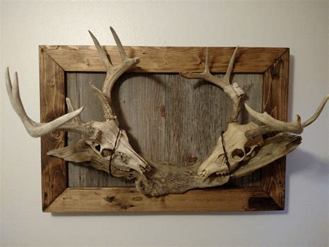 European skull mount plaque template. Check out our european elk mount plaque selection for the very best in unique or custom, handmade pieces from our animal mounts shops. 