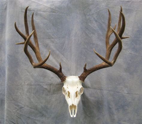 This DIY Taxidermy European Skull Mount Kit will allow you to mount your trophy safely, professionally, and aesthetically. This two-part kit contains only the finest materials and everything you need to mount a European Horned Skull. It is easy to use; follow the included instructions step-by-step.. 