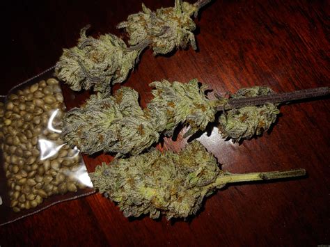 Euroz strain. Discover Euroz weed and read reviews of the effects and feelings cannabis consumers report from this marijuana strain. 