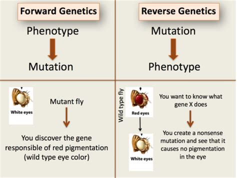 Evaluating GMO Perspectives Unit Flashcards Quizlet