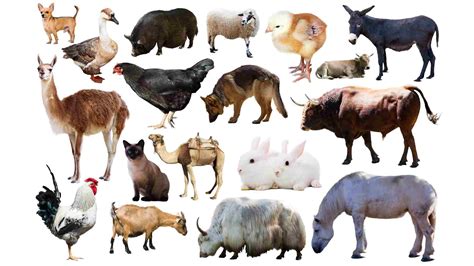 Evcil Hayvan & Pet Aksesuarları, Anahtarlıklar Penti.